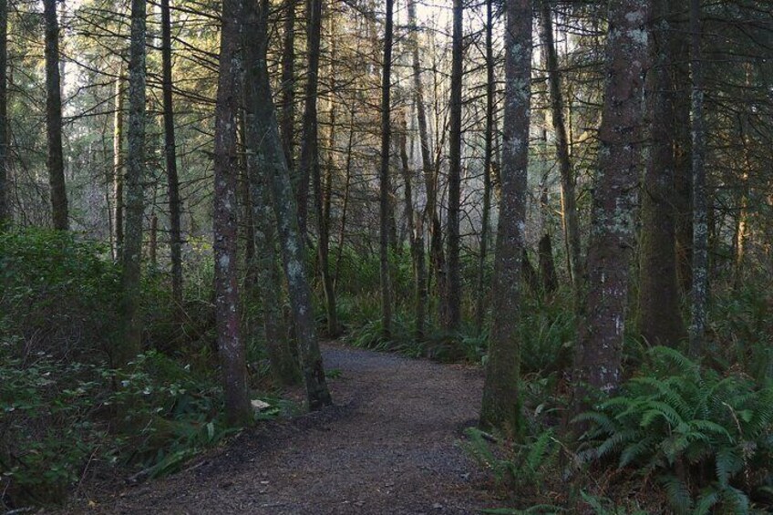 Oregon Coast Self Guided Audio Driving Tour