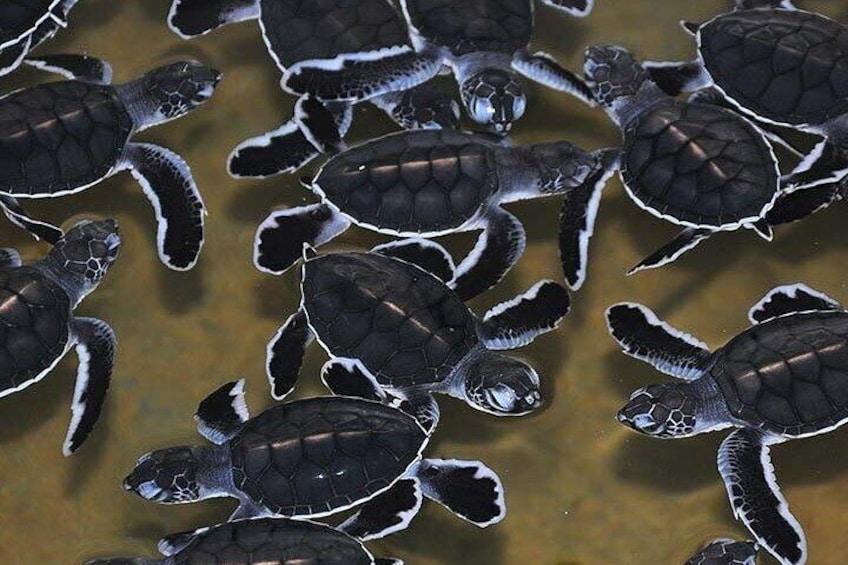 Turtle Hatchery