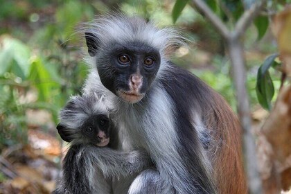 Jozani Forest, Stone Town Tour & Spice Market Full Day - Zanzibar