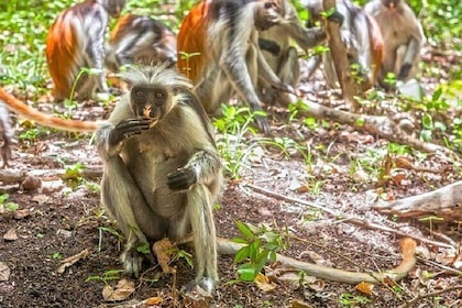 Josani Forest & Dolphin Tour Snorkelling Seatrip Half Day-Zanzibar