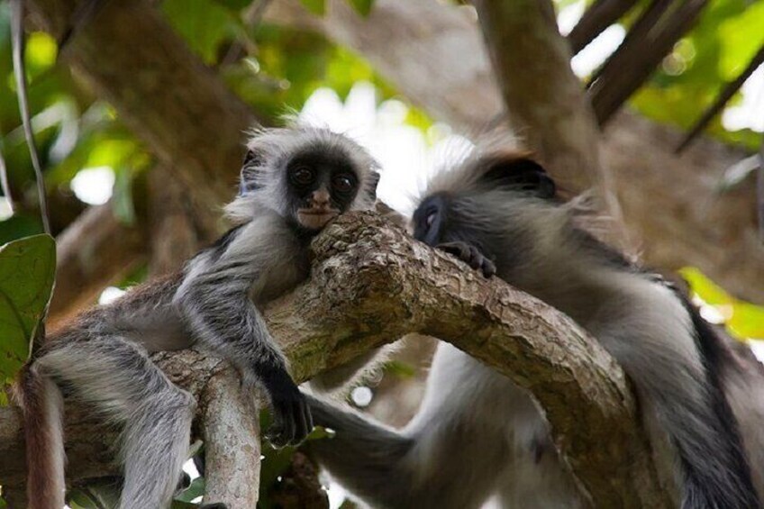 Josani Forest & Dolphin Tour Snorkeling Seatrip Half Day-Zanzibar