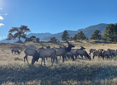 Estes Park: visita guiada al ritual de apareamiento de alces al atardecer