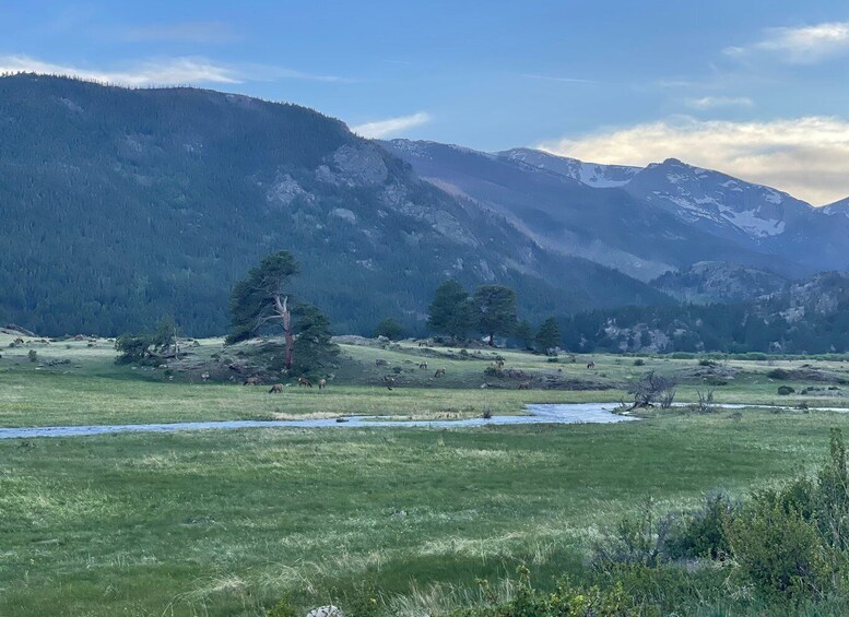 Picture 5 for Activity Estes Park: Guided Sunset Elk Mating Ritual Tour