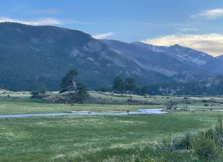 Picture 5 for Activity Estes Park: Guided Sunset Elk Mating Ritual Tour