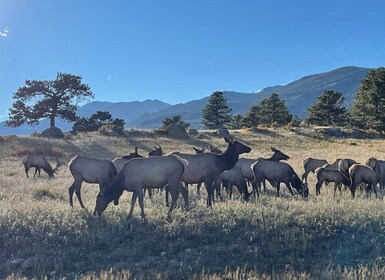 Estes Park: Geführte Tour zum Paarungsritual der Elche bei Sonnenuntergang