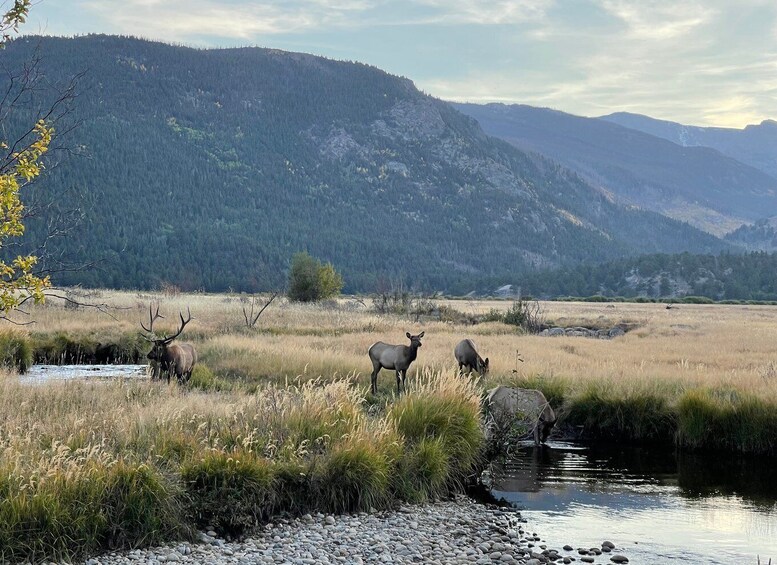 Picture 1 for Activity Estes Park: Guided Sunset Elk Mating Ritual Tour