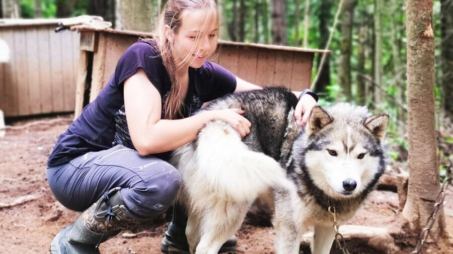 Picture 2 for Activity Saguenay: Behind-the-Scenes Sled Dog Kennel Tour
