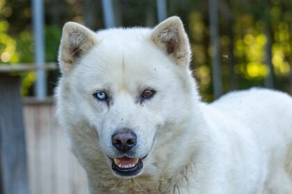 Saguenay: Behind-the-Scenes Sleigh Dog Kennel Tour