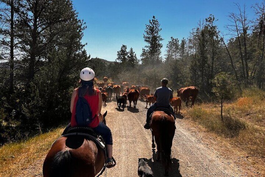 2 Hour Trail Ride in Montana Ranch Country