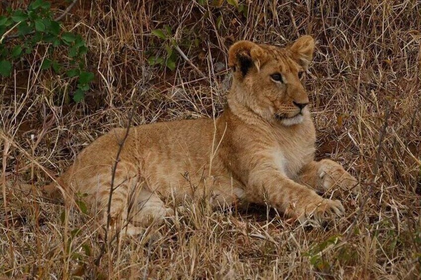 Discover Kenya Splendor: 4-Day Masai Mara & Nakuru Adventure Tour