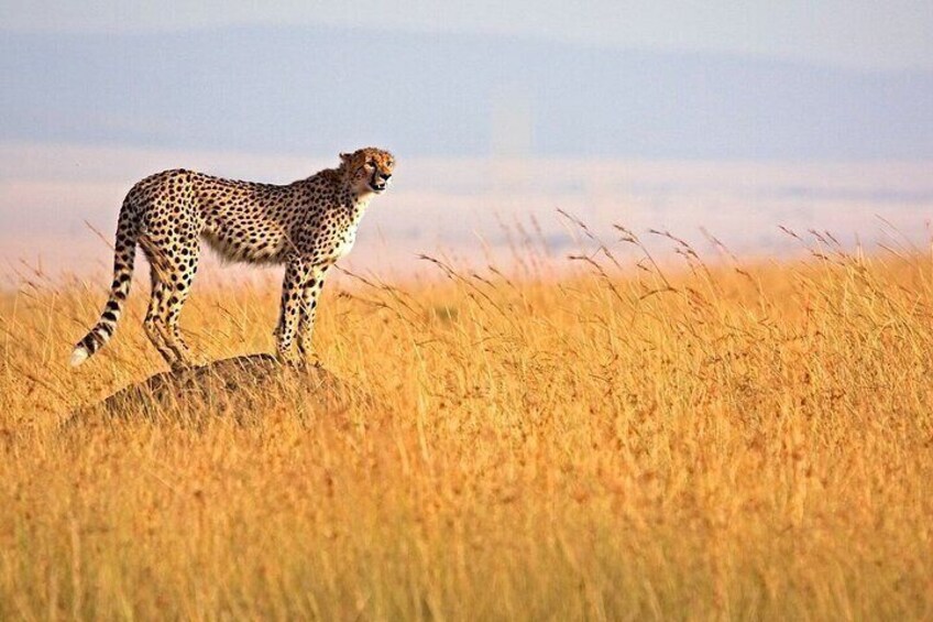 Discover Kenya Splendor: 4-Day Masai Mara & Nakuru Adventure Tour