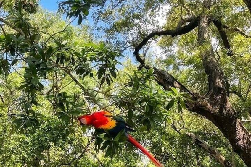 Roatan Half-Day Zip Line Combo: Beaches and Wildlife Encounter 