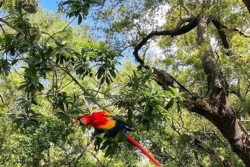 Roatan Half-Day Zip Line Combo: Beaches and Wildlife Encounter