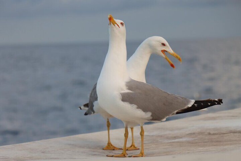 Full Day Boat Trip Medulin Unije Susak with Lunch and Breakfast