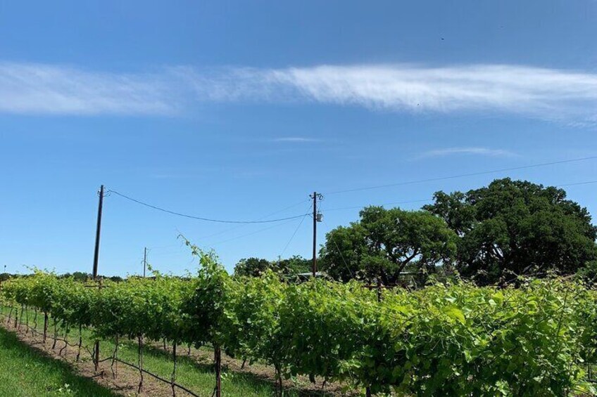 Fredericksburg Hill Country Aficionado Wine Tour from San Antonio
