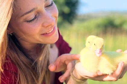 Gallura Picnic in the Farm with Animals