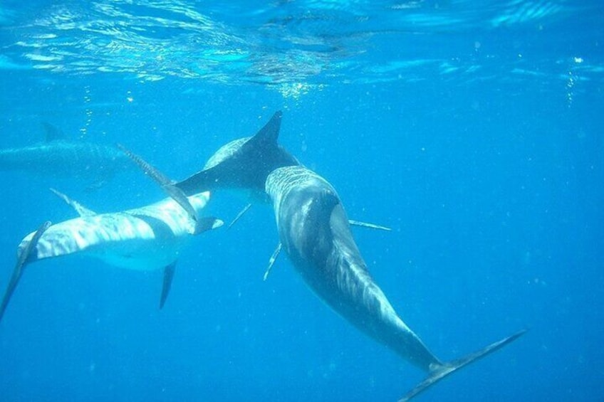 Wild Dolphin Experience : Unforgettable Watching Tour - Zanzibar