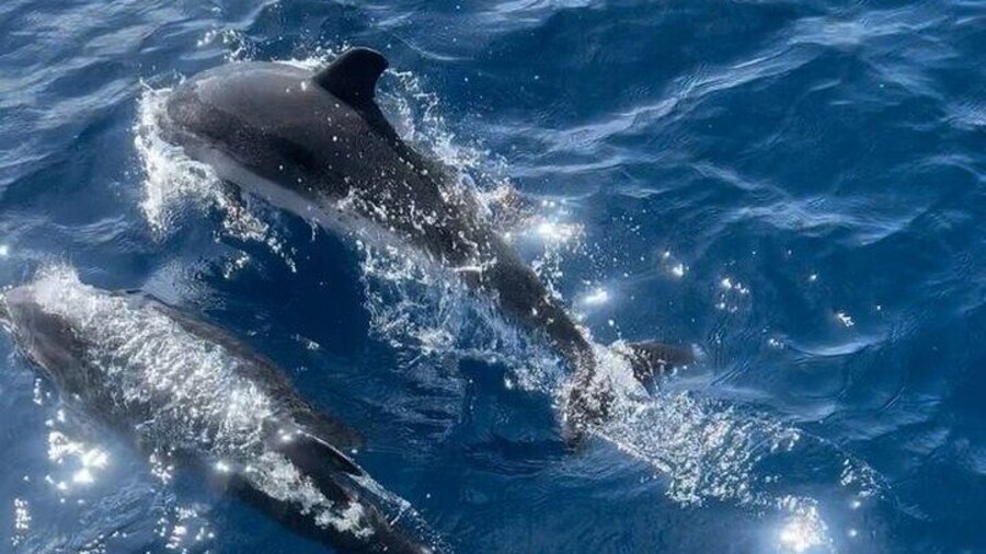 Dolphin Watching Half Day Snorkeling Trip W / Transfer - Zanzibar
