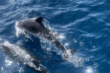 Dolphin Watching Half Day Snorkelling Trip W / Transfer - Zanzibar