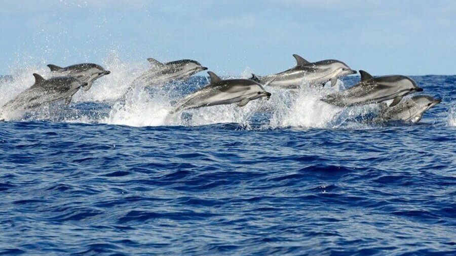 Dolphin Watching Half Day Snorkeling Trip W / Transfer - Zanzibar