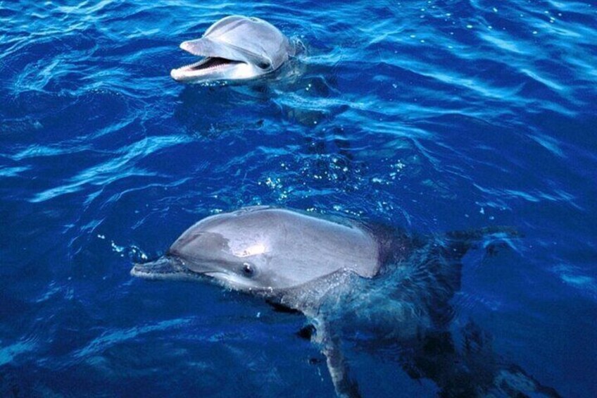 Wild Dolphin Experience : Unforgettable Watching Tour - Zanzibar