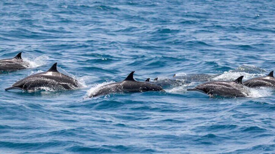 Dolphin Watching Half Day Snorkeling Trip W / Transfer - Zanzibar