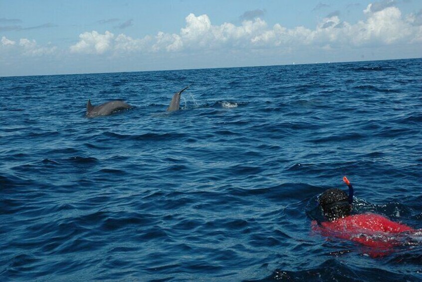 Wild Dolphin Experience : Unforgettable Watching Tour - Zanzibar