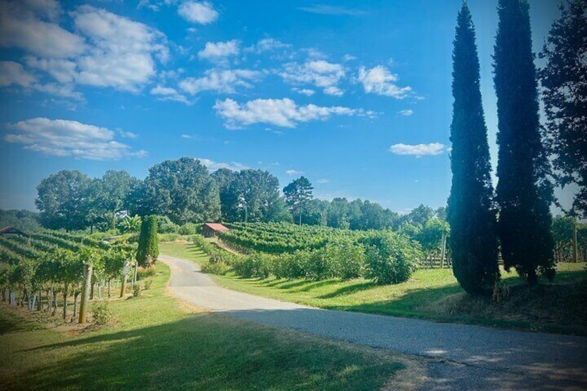 Three Vineyards Half Day Private Wine Tour From Asheville