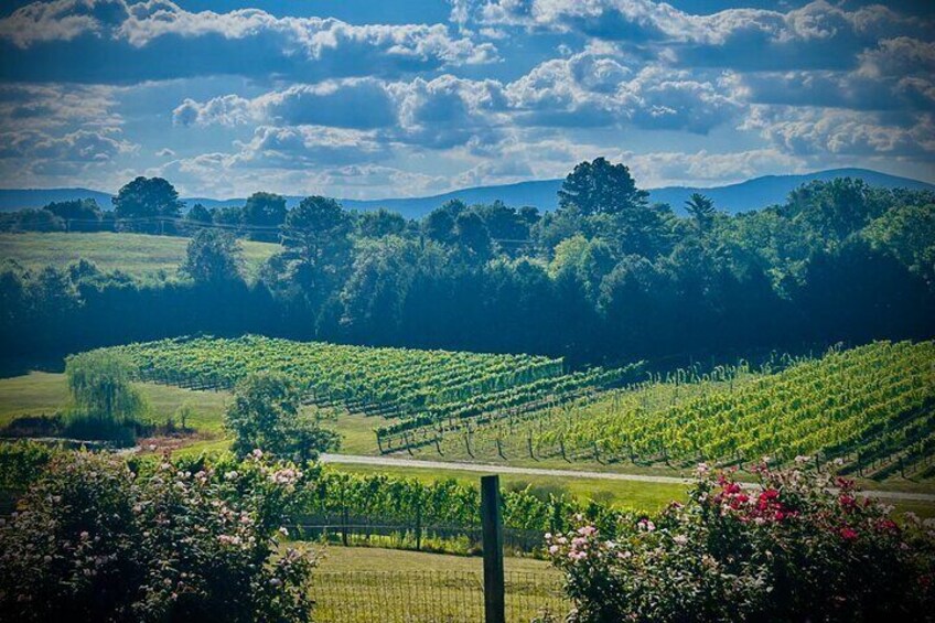 Three Vineyards Half Day Private Wine Tour From Asheville