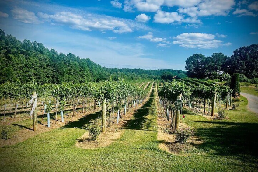 Three Vineyards Half Day Private Wine Tour From Asheville