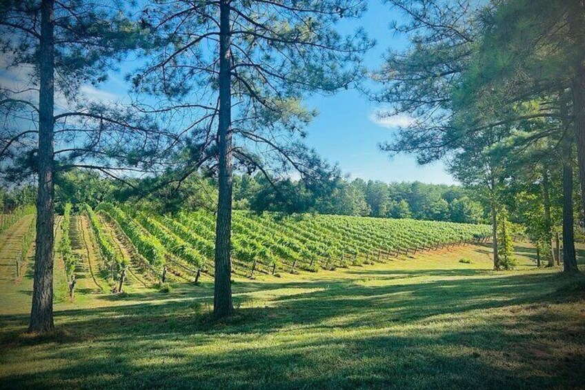 Three Vineyards Half Day Private Wine Tour From Asheville