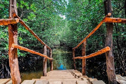 Jozani Forest Escape, Uncover Hidden Wonders - Zanzibar