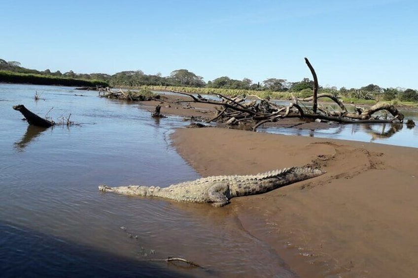 Chocolate Tour and Crocodile Safari. Puntarenas shore excursion