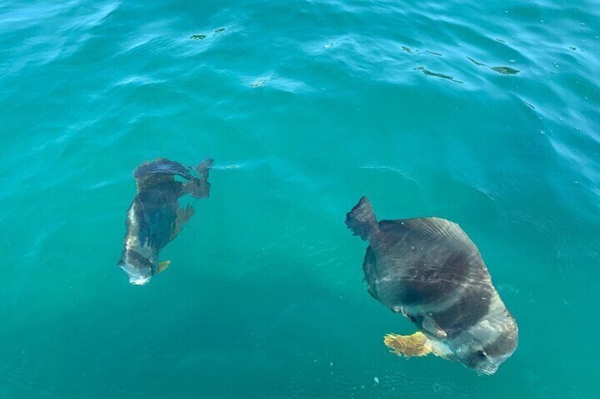 Snorkeling Jet Ski Tour to Magnetic Island