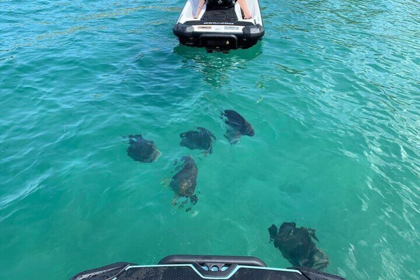 Snorkeling Jet Ski Tour to Magnetic Island