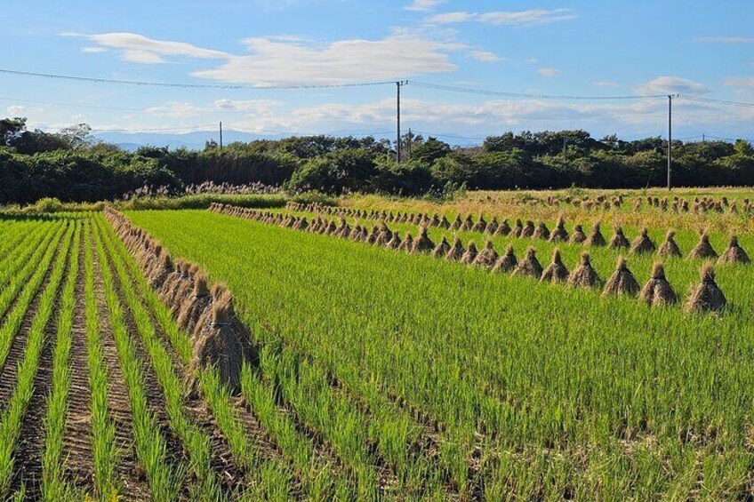 Mount Fuji Scenic E-Bike Tour