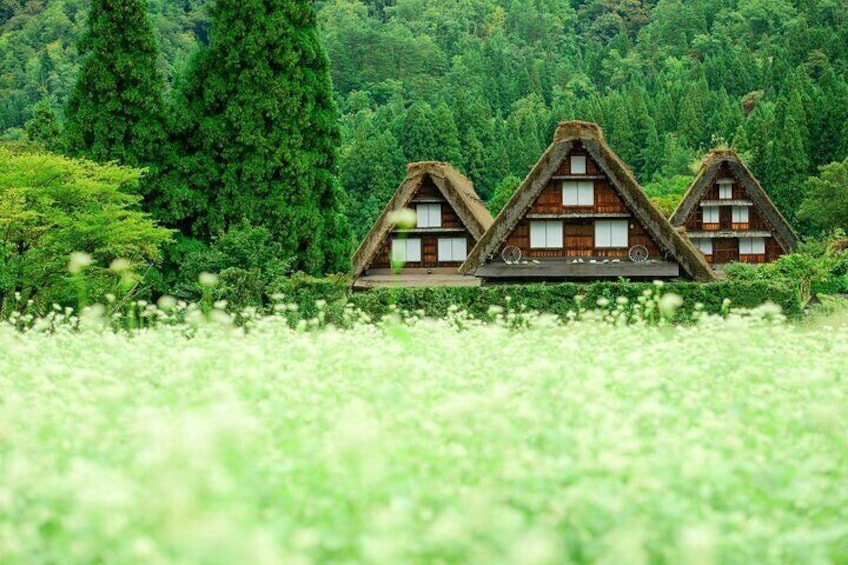 Shirakawa-go in Summer