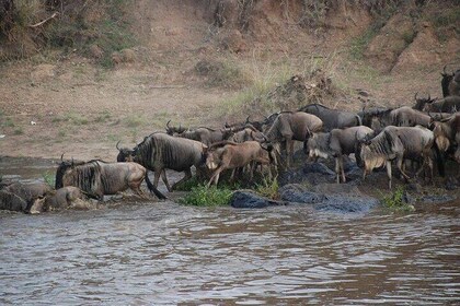 Tour de safari de 3 días en Masai Mara