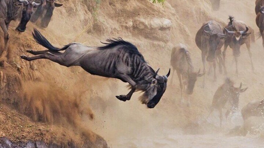 The Great Wildebeest Migration