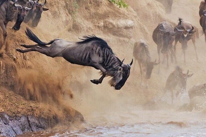 东非野生动物园纳库鲁湖和纳瓦沙湖 5 日游