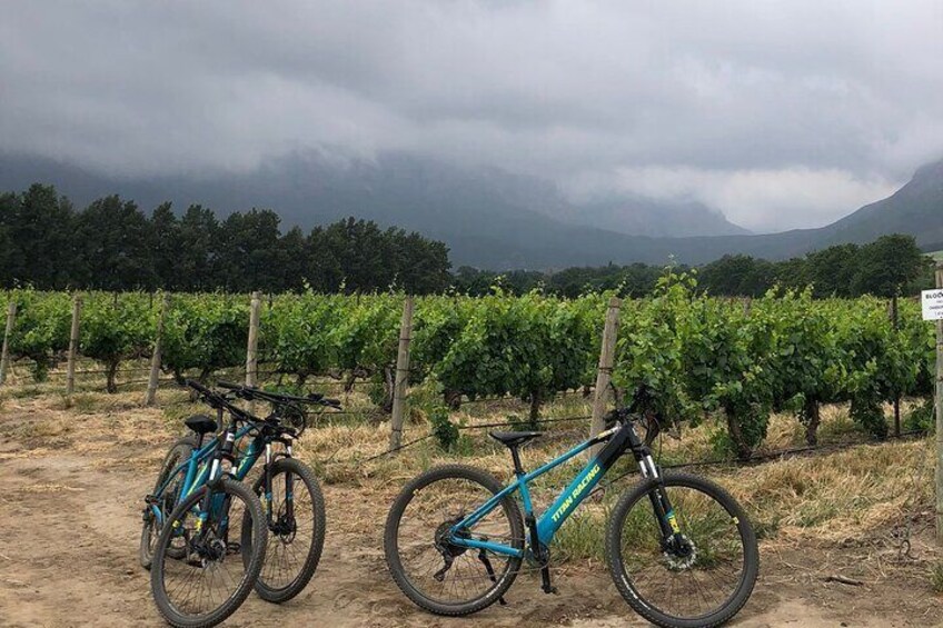 Half Day E Bike Cycling Wine Tour