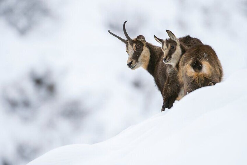 Winter chamois
