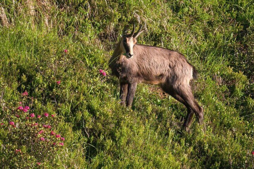 Chamois summer