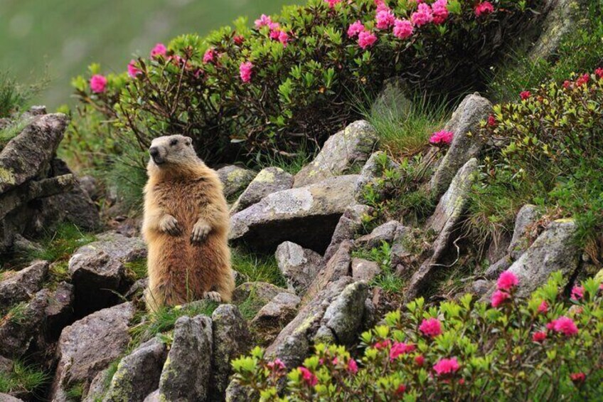 Marmot summer