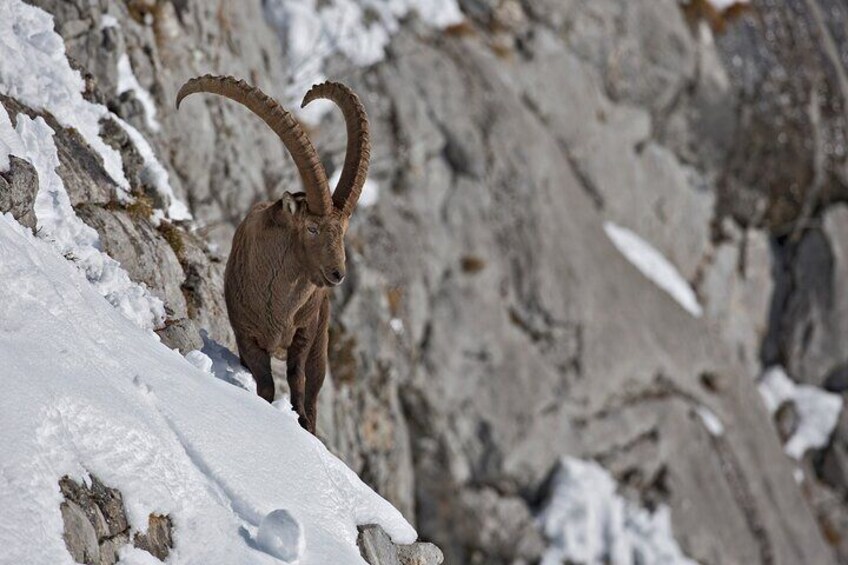 Winter ibex