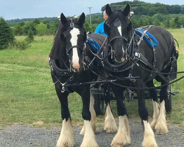 Picture 8 for Activity Gettysburg: Horse-Drawn Carriage Tour Countryside & Orchards