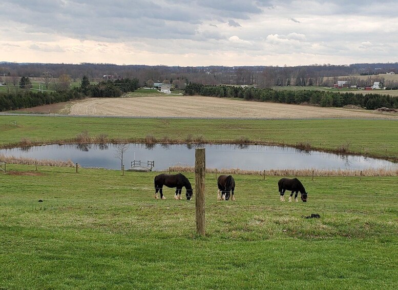 Picture 1 for Activity Gettysburg: Horse-Drawn Carriage Tour Countryside & Orchards