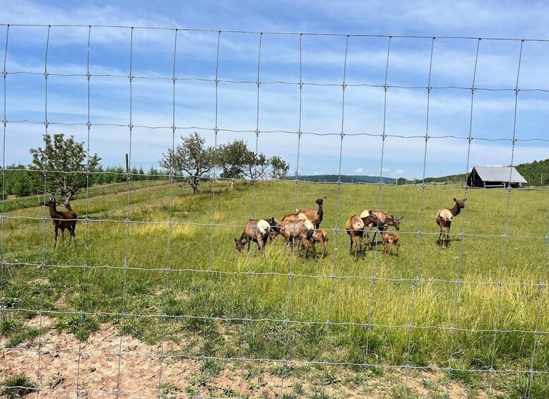 Picture 4 for Activity Gettysburg: Horse-Drawn Carriage Tour Countryside & Orchards