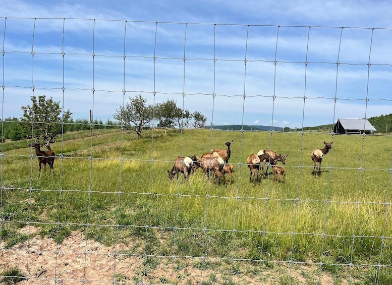 Picture 4 for Activity Gettysburg: Horse-Drawn Carriage Tour Countryside & Orchards