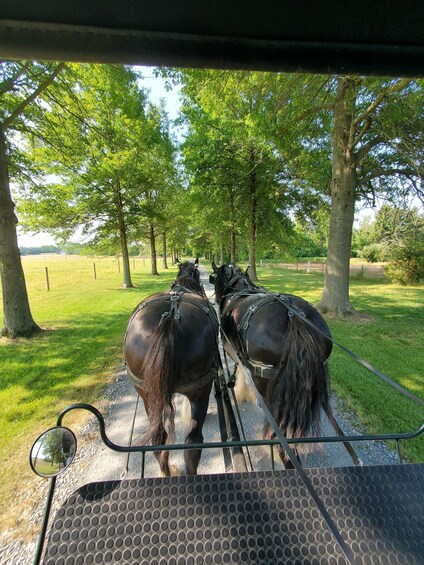 Picture 2 for Activity Gettysburg: Horse-Drawn Carriage Tour Countryside & Orchards